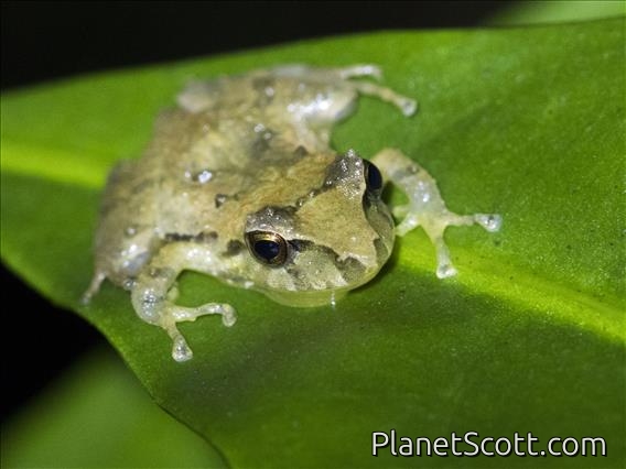 Terrestrial-breeding Frog (Serranobatrachus sp)