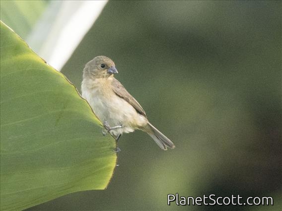 Dull-colored Grassquit (Asemospiza obscura)