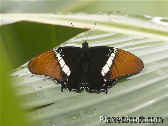 Rusty-tipped Page (Siproeta epaphus)