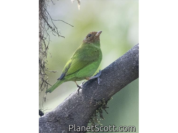 Bay-headed Tanager (Tangara gyrola)