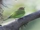 Bay-headed Tanager (Tangara gyrola)
