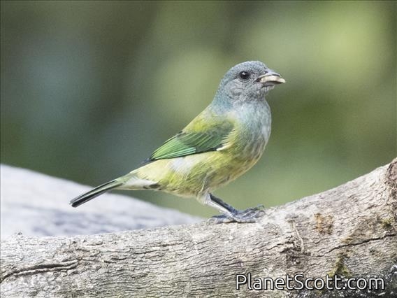 Black-headed Tanager (Stilpnia cyanoptera) - Female