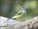 Black-headed Tanager (Stilpnia cyanoptera) - Female