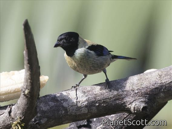 Black-headed Tanager (Stilpnia cyanoptera) - Male