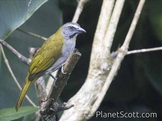 Buff-throated Saltator (Saltator maximus)