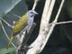 Buff-throated Saltator (Saltator maximus)