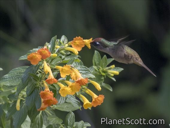 Santa Marta Blossomcrown (Anthocephala floriceps)