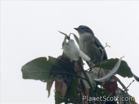 Spectacled Tyrannulet (Zimmerius improbus)