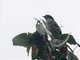Spectacled Tyrannulet (Zimmerius improbus)