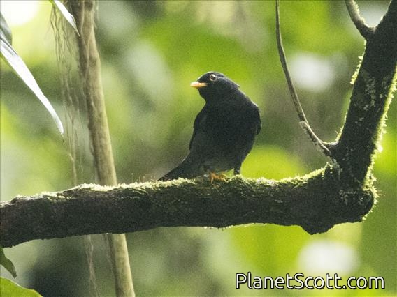 Yellow-legged Thrush (Turdus flavipes)