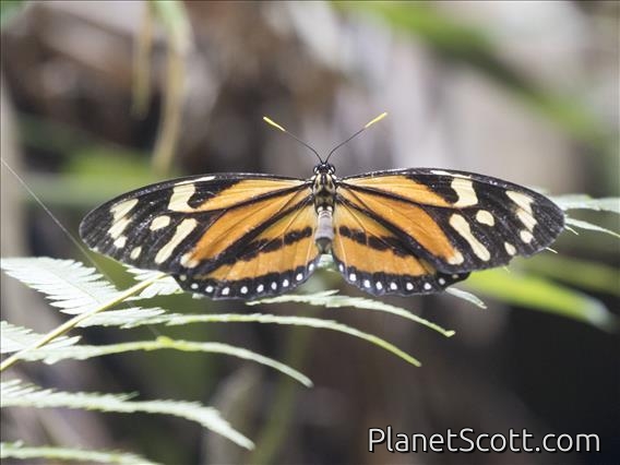 Tiger Mimic-Queen (Lycorea halia)