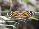 Tiger Mimic-Queen (Lycorea halia)