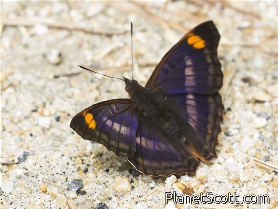Pavon Emperor (Doxocopa pavon)