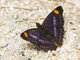 Pavon Emperor (Doxocopa pavon)