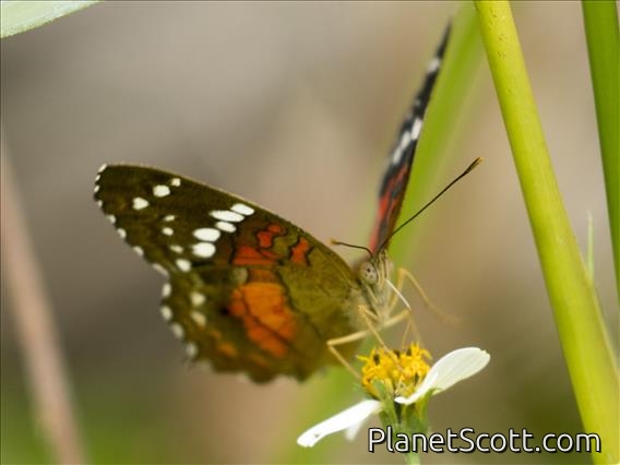 Red Peacock (Anartia amathea)
