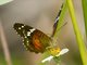 Red Peacock (Anartia amathea)