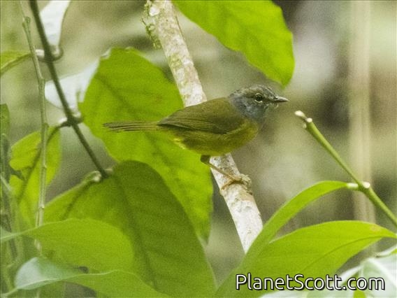 White-lored Warbler (Myiothlypis conspicillata)