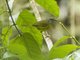 White-lored Warbler (Myiothlypis conspicillata)
