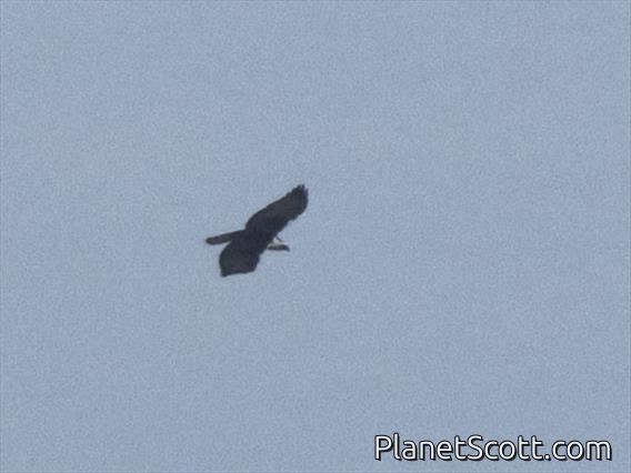 Black-and-white Hawk-Eagle (Spizaetus melanoleucus)