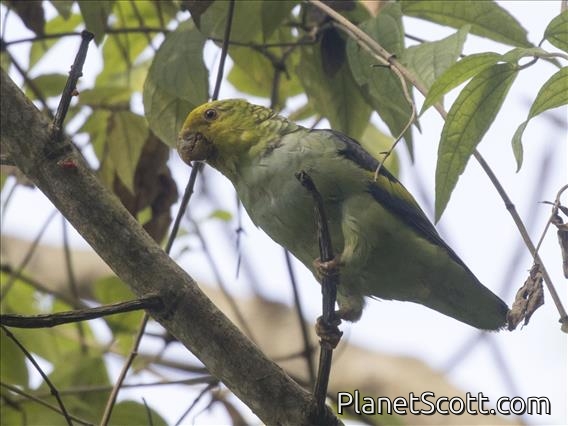 Lilac-tailed Parrotlet (Touit batavicus)