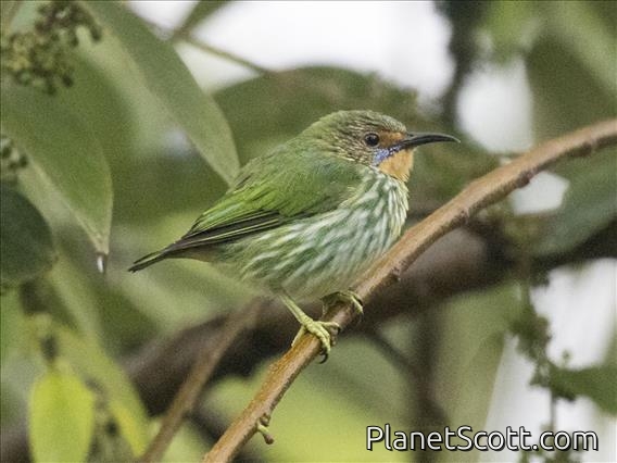 Purple Honeycreeper (Cyanerpes caeruleus) - Female