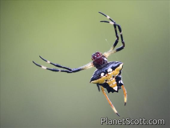 Orbweaver Spider (Verrucosa sp)