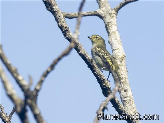 Golden-faced Tyrannulet (Zimmerius chrysops)