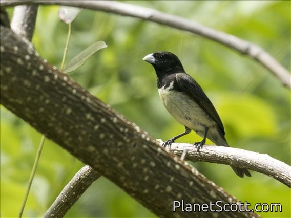 Yellow-bellied Seedeater (Sporophila nigricollis)