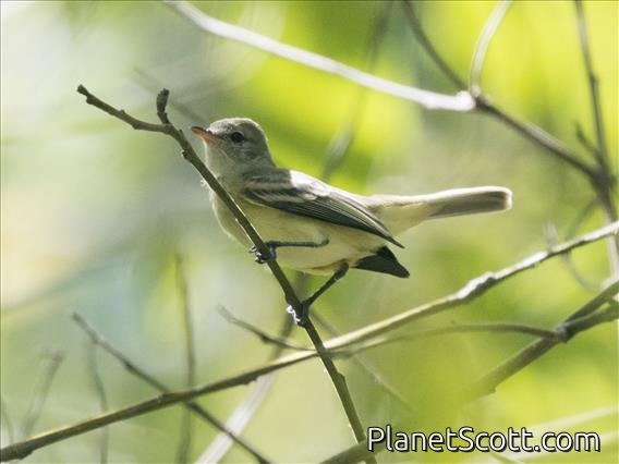 Bell's Vireo (Vireo bellii)