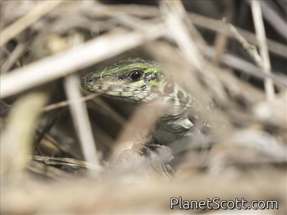 Whiptail (Teiidae sp)