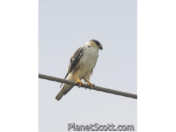Pearl Kite (Gampsonyx swainsonii)