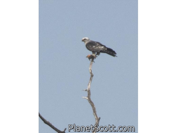 Mississippi Kite (Ictinia mississippiensis)