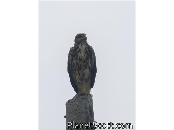 Common Black-Hawk (Buteogallus anthracinus) - Juvenile