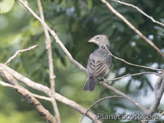 Pileated Finch (Coryphospingus pileatus) - Male