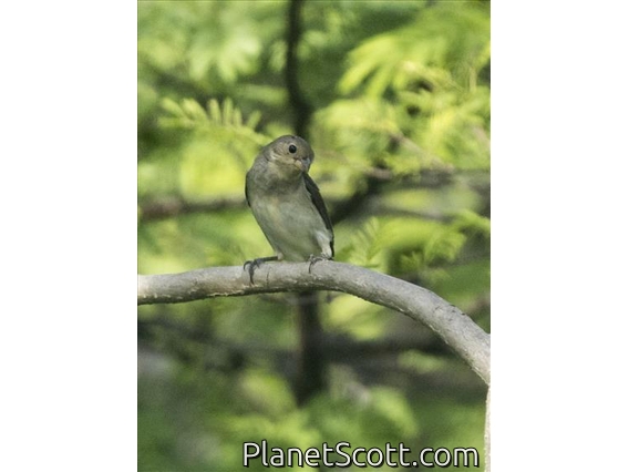 Black-faced Grassquit (Melanospiza bicolor) - Immature