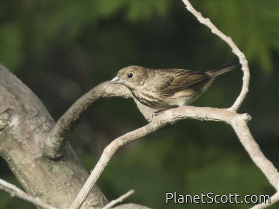 Blue-black Grassquit (Volatinia jacarina) - Female
