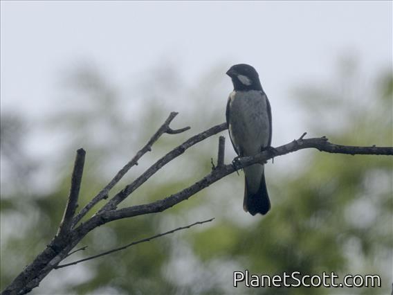 Lesson's Seedeater (Sporophila bouvronides)