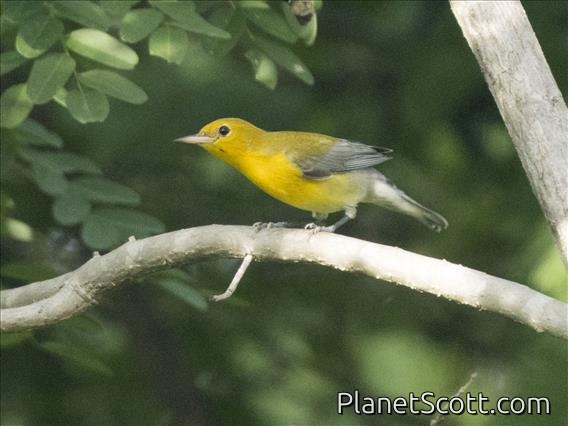 Prothonotary Warbler (Protonotaria citrea)