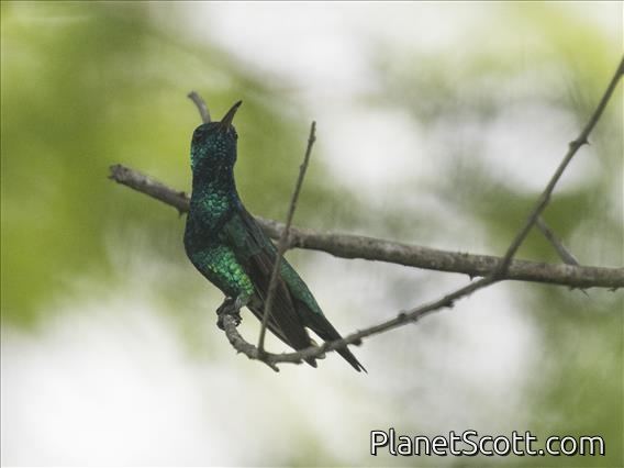 Shining-green Hummingbird (Chrysuronia goudoti)