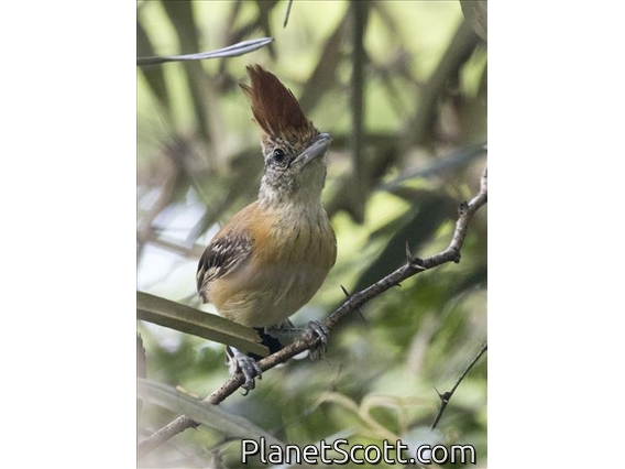 Black-crested Antshrike (Sakesphorus canadensis) - Female