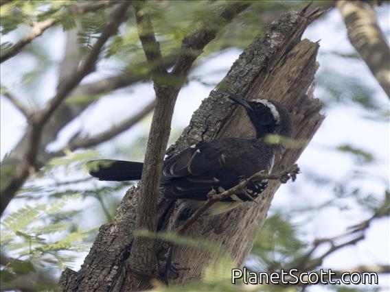 Northern White-fringed Antwren (Formicivora intermedia) - Male