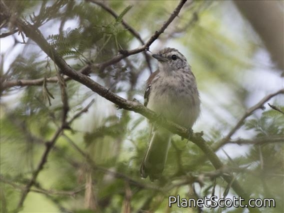 Northern White-fringed Antwren (Formicivora intermedia) - Female