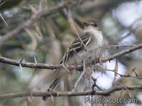Acadian Flycatcher (Empidonax virescens)
