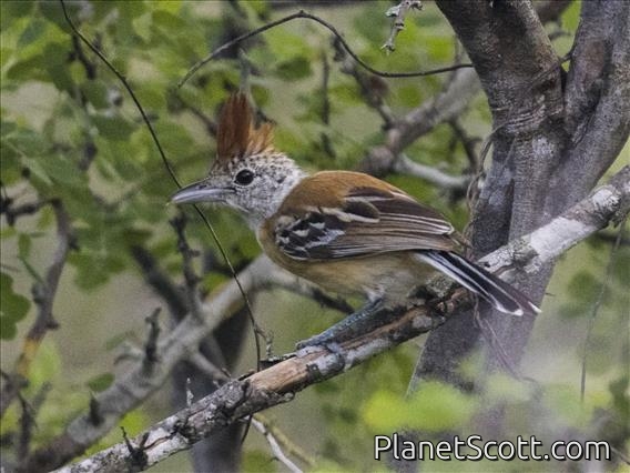 Black-crested Antshrike (Sakesphorus canadensis)