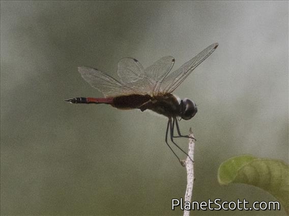 Striped Saddlebags (Tramea darwini)