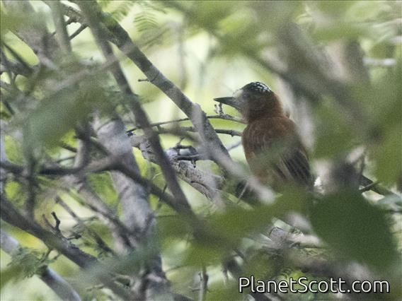 Chestnut Piculet (Picumnus cinnamomeus)