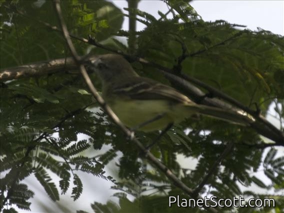 Pale-tipped Tyrannulet (Inezia caudata)