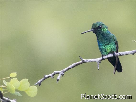 Red-billed Emerald (Chlorostilbon gibsoni) - Male