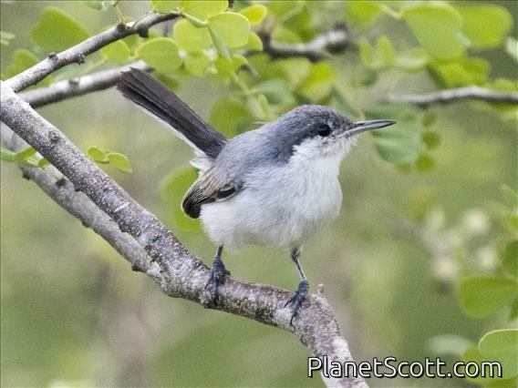 Tropical Gnatcatcher (Polioptila plumbea) - Female
