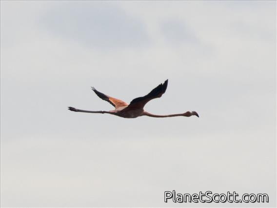 American Flamingo (Phoenicopterus ruber)
